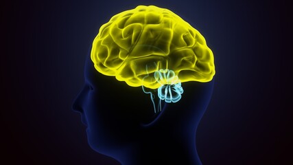 3d render of human brain cells anatomy.