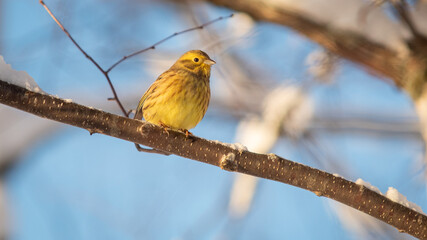 Yellowhammer (Emberiza citrinella) sitting on a brach with negative space in Norway and minus 20 degrees celsius