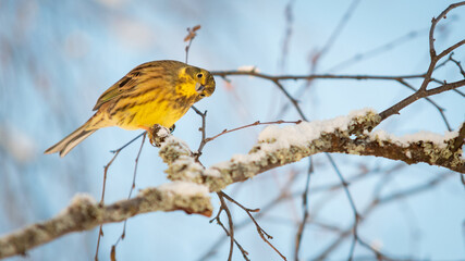 Yellowhammer (Emberiza citrinella) sitting on a brach with negative space in Norway and minus 20 degrees celsius