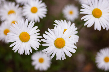 Fototapeta premium 배경으로 사용하기 좋은 꽃 이미지(A flower image great for use as a background)