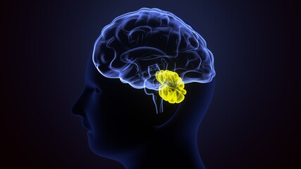 3d illustration of human body brain cerebellum anatomy.