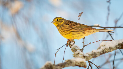 Yellowhammer (Emberiza citrinella) sitting on a brach with negative space in Norway and minus 20 degrees celsius