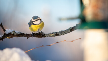 Eurasian blue tit (Cyanistes caeruleus) sitting near a bird feeder with negative space and snow © CecilieBerganStuedal