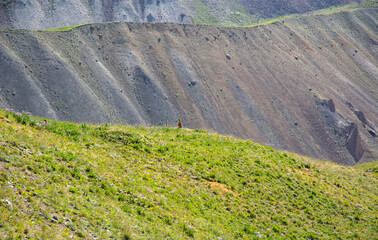 marmot standing on the watch with mountain landscape in background 