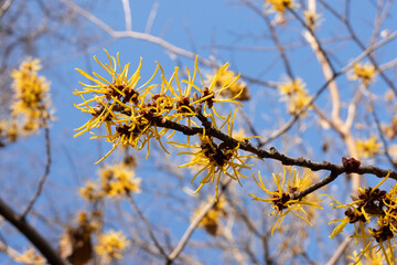 Yellow flowers of Japanese witch-hazel blossom in winter.