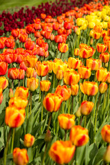 Obraz premium Tulpe