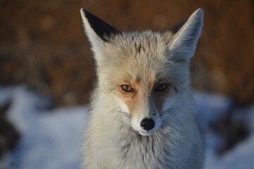 Fox in winter in portrait shot