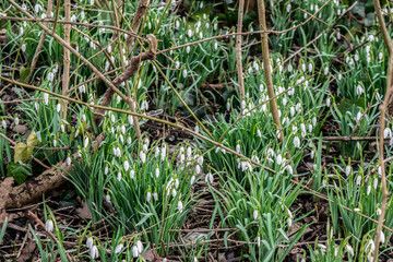 Spring flowering forest meadow with snowdrops. The first white flowers in spring garden.