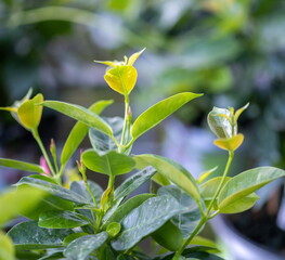 Mandevilla sanderi leaves or Rocktrumpet flowers, growing in greenhouse