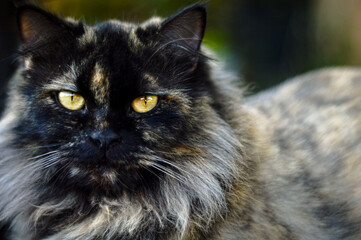 Fototapeta na wymiar Close Up Portrait of a Persian Cat