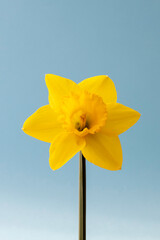 A front view of a spring daffodils