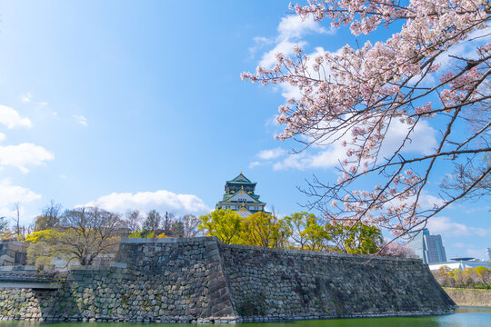 大阪城　春　満開の桜