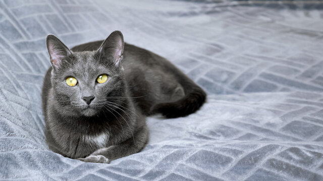 Elegant beautiful gray cat lies on a gray bedspread copy space