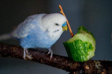 Ein Wellensittich frisst Gurke