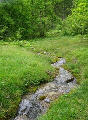Small stream in a green forest in the Bavarian Alps