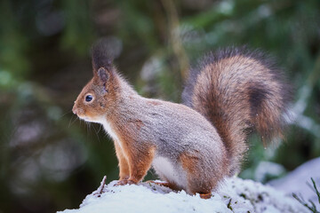 Naklejka na ściany i meble Squirrel sitting on snow