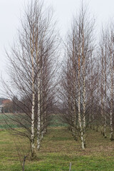A new birch grove planted by people. How to plant trees yourself. Small birches.
