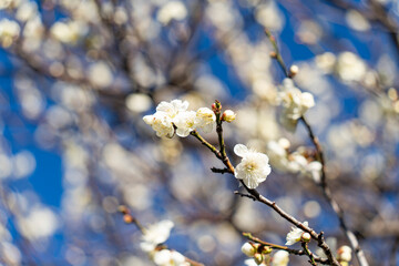 太陽に照らされた梅の花