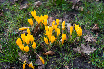 spring purple and yellow flowers in the park