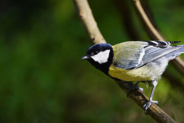Obraz premium Side portrait of great tit perching on branch