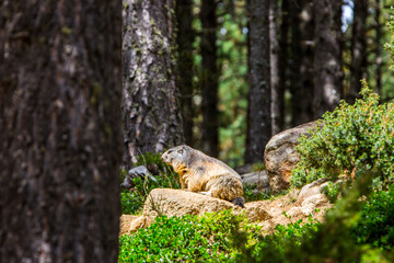 Obraz premium Marmot, groundhod (Marmota marmota) in Cerdagne, Pyrenees, France