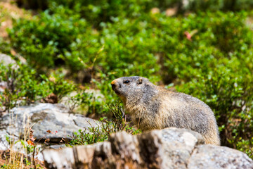 Marmot, groundhod (Marmota marmota) in Cerdagne, Pyrenees, France