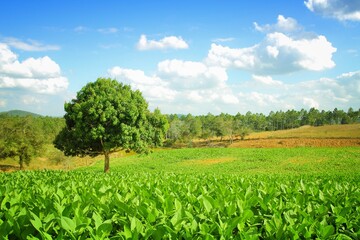 Fototapeta na wymiar Tobacco fields in Cuba. Landscape of Cuba.