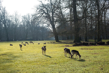 Fototapeta na wymiar little deers in the field