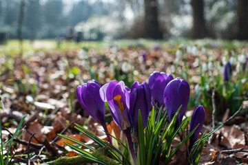 spring purple and yellow flowers in the park
