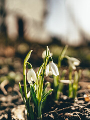snowdrops in the snow