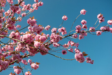 Branches de cerisier japonais avec des bouquets de fleurs roses sur un fond de ciel bleu