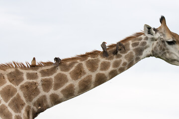 Kruger National Park: oxpeckers on a giraffe neck