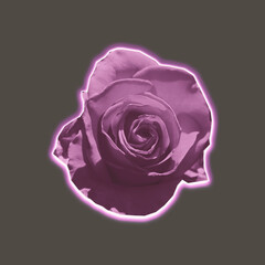 Pink neon rose on dark background for your design