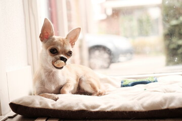 Closeup portrait of small funny beige mini chihuahua dog, puppy.