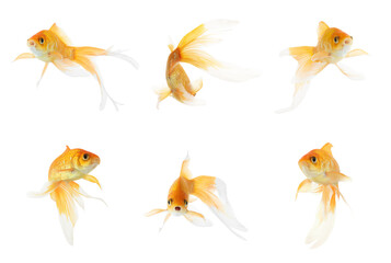 Fototapeta premium Beautiful bright small goldfish on white background, collage