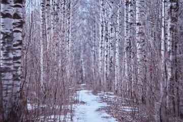 March birch forest, abstract blurred landscape in the forest