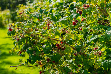 .the harvest of raspberrie