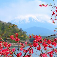 Japan - ume tree blossom with Mount Fuji.