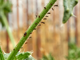 Aphid Infestation Of Garden Plants