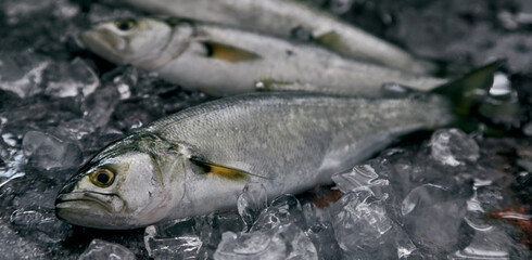 Fresh bluefish between ice cubes on table