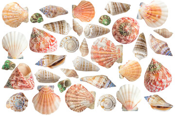 Seashells different form. Ocean clip art set on white background