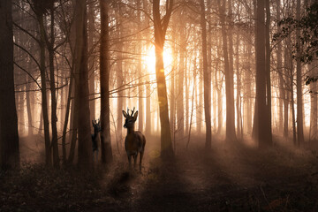 Deer in woods at sunrise in Norfolk England - 417577378