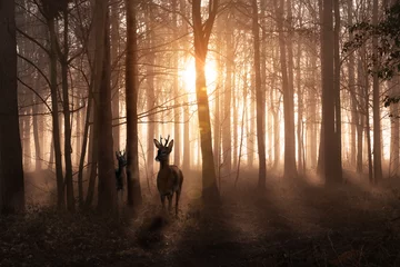 Gordijnen Deer in woods at sunrise in Norfolk England © mreco