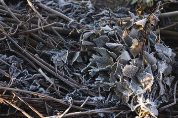 Old heap of leaves in winter.How to build compost in winter.