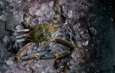 Raw crab with claws on ice cubes