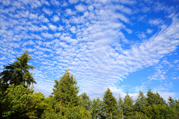 Summer landscape of green trees with bright clouds sky