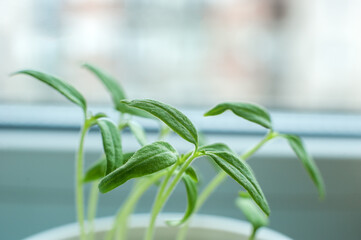 Sprouting tomato seedlings at home on a windowsill