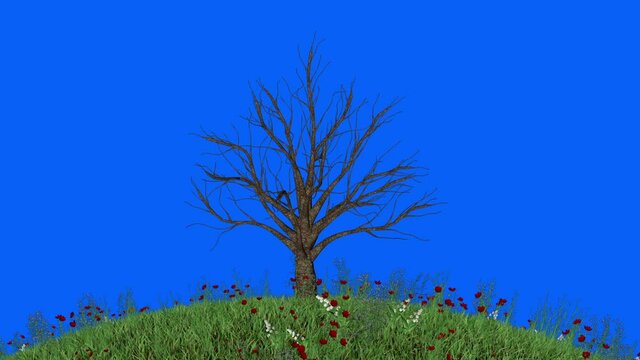 Cherry Tree Timelapse Growing on Round Flower Blooming Field, Blue Screen Chromakey