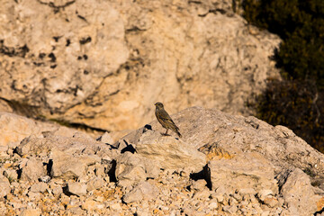 Rock sparrow (Petronia Petronia) in Ports de Beseit, Tarragona, Spain