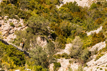 Mountain goat in Ports de Beseit, Tarragona, Spain